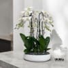 A high quality Seven white orchids arrangement with a vase 15.5&quot; D
