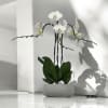 A high quality Triple white orchids arrangement with a vase 8.5&quot; D