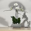 A high quality Triple white orchids arrangement with a vase 8.5&quot; D