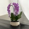 A high quality Triple pink orchids arrangement with a vase 9.5&quot; D