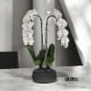 A high quality Double white orchids arrangement with a vase 8.5&quot; D