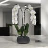 A high quality Double white orchids arrangement with a vase 8.5&quot; D