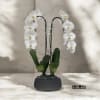 A high quality Double white orchids arrangement with a vase 8.5&quot; D