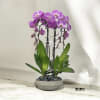 A high quality Triple pink orchids arrangement with a vase 10&quot; D