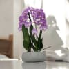 A high quality Triple pink orchids arrangement with a vase 8.5&quot; D
