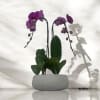 A high quality Double purple orchids arrangement with a vase 8.5&quot; D