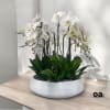 A high quality Twelve white orchids arrangement with a vase 20&quot; D