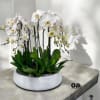 A high quality Twelve white orchids arrangement with a vase 20&quot; D