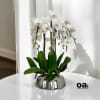 A high quality Five white orchids arrangement with a vase 9&quot; D