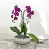 A high quality Double purple orchids arrangement with a vase 10&quot; D