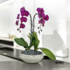 A high quality Double purple orchids arrangement with a vase 10&quot; D