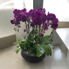 A high quality Ten purple orchids arrangement with a vase 14&quot; D