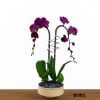 A high quality Double purple orchids arrangement with a vase 9.5&quot; D