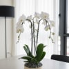 A high quality Triple white orchids arrangement with a vase 9.5&quot; D
