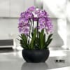 A high quality Seven pink orchids arrangement with a vase 15&quot; D