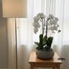 A high quality Five white orchids arrangement with a vase 12.5&quot; D