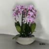 A high quality Seven pink orchids arrangement with a vase 16.5&quot; D