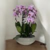 A high quality Seven pink orchids arrangement with a vase 16.5&quot; D