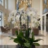 A high quality Seven white orchids arrangement with a vase 14&quot; D