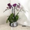 A high quality Five purple orchids arrangement with a vase 9&quot; D