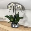 A high quality Triple white orchids arrangement with a vase 9&quot; D
