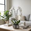 A high quality Double white orchids arrangement with a vase 9&quot; D