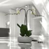 A high quality Double white orchids arrangement with a vase 8.5&quot; D