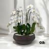 A high quality Ten white orchids arrangement with a vase 14&quot; D