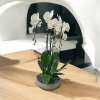 A high quality Triple white orchids arrangement with a vase 10&quot; D