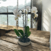 A high quality Triple white orchids arrangement with a vase 10&quot; D
