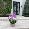 A high quality Eight pink orchids arrangement with a vase 12&quot; D