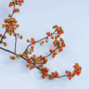 A sweet and simple bundle of bittersweet stems and a died silk.
