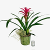 The Bromeliad plant showcases a stunning, vibrant bloom, rising from a rosette