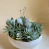 A white ceramic round planter filled with fresh and beautiful succulents, topped