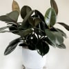 Make a bold yet sophisticated statement with this striking Rubber Plant (Ficus