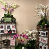 Assorted Orchid Planter price ranging from $135-$250. 