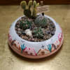 Assorted cactus in a small - cute ceramic pot (pot may be