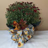 Beautiful Seasonal Mums, dressed up with a foil wrap and Fall bow.
Standard