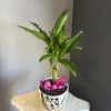 A glittery green plant! We love it.
A cute small dracaena with glitter