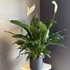 A beautiful peace lily potted in a black cylindrical ceramic dish. Beautiful