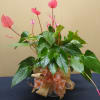 Send a unique Antherium. Beautiful  blooms pop out of the top