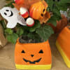 Little pumpkin plant nice for decorating in fall