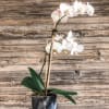 1- 6 inch Double Phalaenopsis Orchid in a 6x6 Black Marble Cylinder