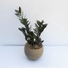 6 INCH ZZ PLANT IN A CHIC CONCRETE CONTAINER. SHADE OF PLANT
