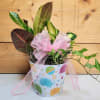 Baby Girl Celebration Planter

Celebrate the arrival of a sweet baby girl with