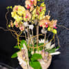 Phalaenopsis orchid plants come in a variety of colors.  Each plant