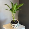 A cute green plant in a panda pot. NOT pet friendly