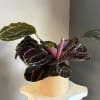 deep green plant with pink edges. Not toxic to pets but monitor