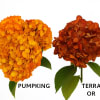 5 stems 
Orange color might vary slightly due to seasonality 