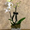 Type of Flowers: White Two-Stem Phalaenopsis Orchid Plant with ribbon and moss